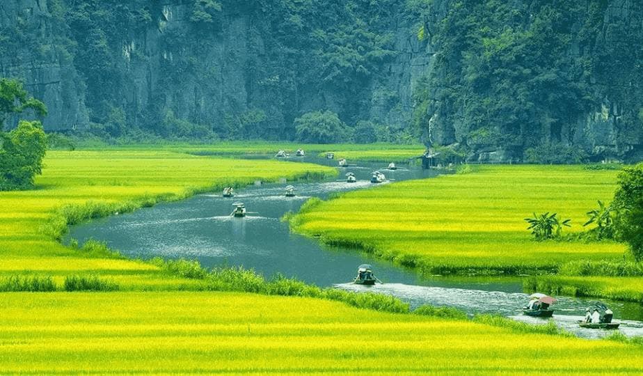 Rowing the rice fields, Tam Cốc – Tràng An