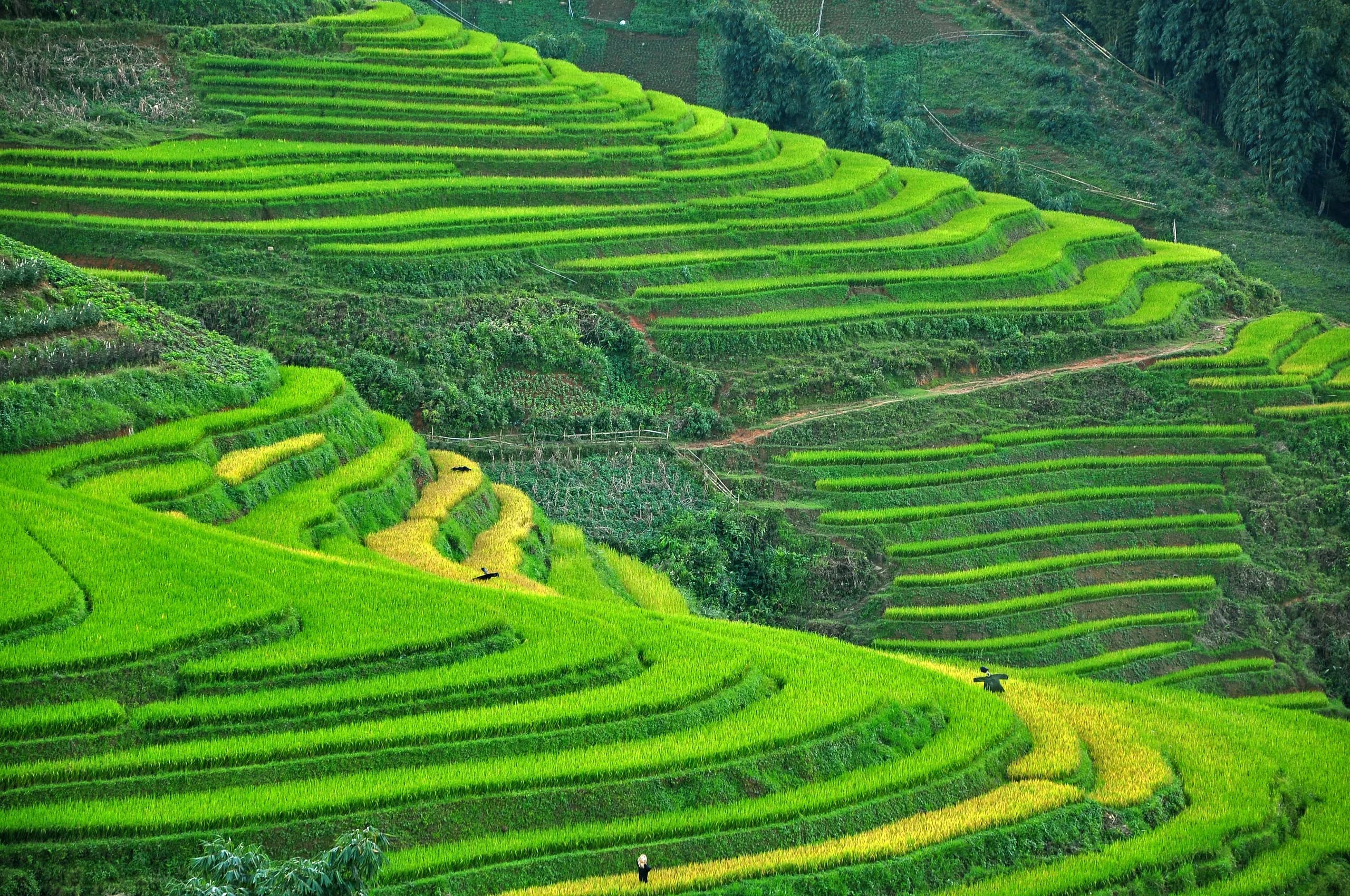 The Rice Terraces Around Sa Pa — and How to See Them Well