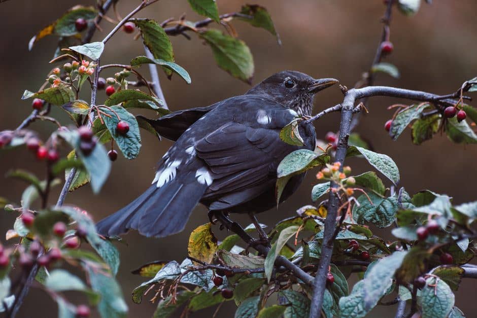 Birdwatching in Vietnam: Parks, Seasons, and Endemic Species